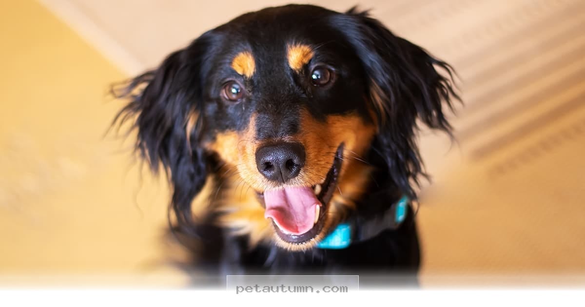 Understanding the 5 Main Reasons Your Dog Whines in 2026 and Beyond