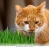 Ways to Better Understand Your Pet’s Needs and Health in 2026
