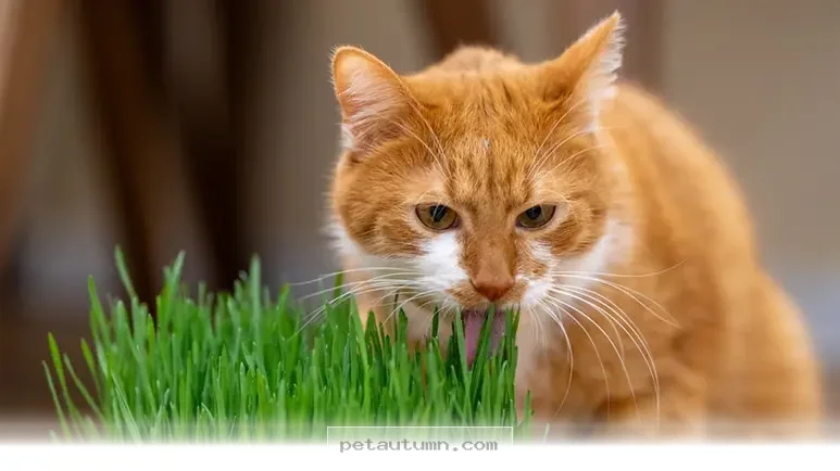 Ways to Better Understand Your Pet’s Needs and Health in 2026