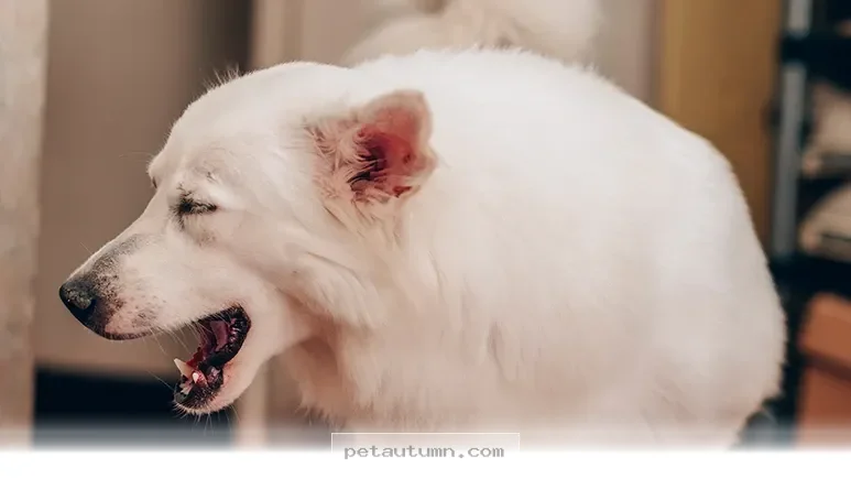Ways to Ease Your Pet’s Persistent Coughing Issues in Early 2026