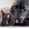 Ways Your Sweet Cat Expresses Deep Affection For Friends In 2026