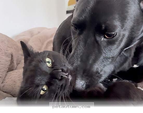 Ways Your Sweet Cat Expresses Deep Affection For Friends In 2026