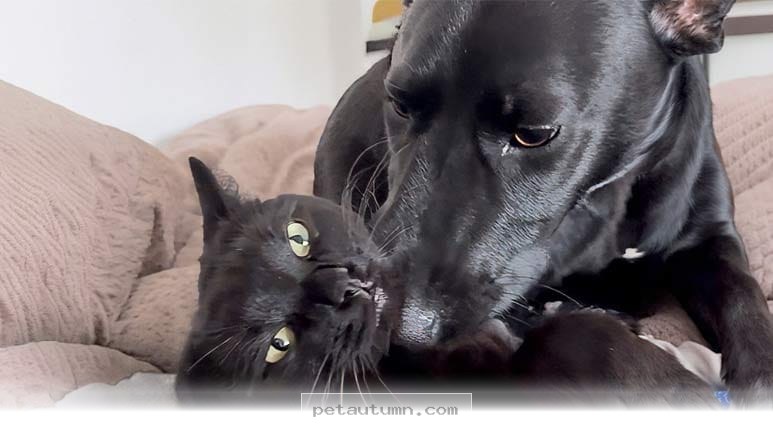 Ways Your Sweet Cat Expresses Deep Affection For Friends In 2026