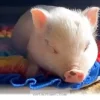 Welcoming Your 1 New Teacup Piggy Home With Joyful Care Tips for 2026
