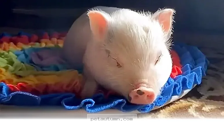 Welcoming Your 1 New Teacup Piggy Home With Joyful Care Tips for 2026