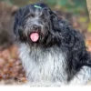 Why 5 Great Reasons Make This Popular Dog Breed Ideal for 2026 Homes
