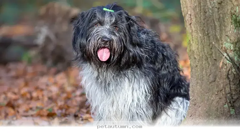 Why 5 Great Reasons Make This Popular Dog Breed Ideal for 2026 Homes